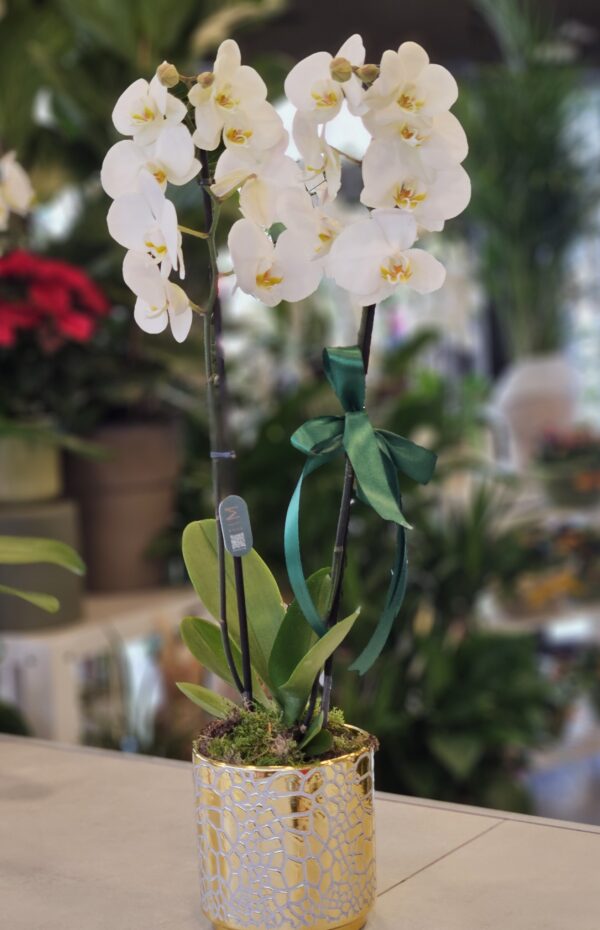 ORCHIDEA  BIANCA GOLD